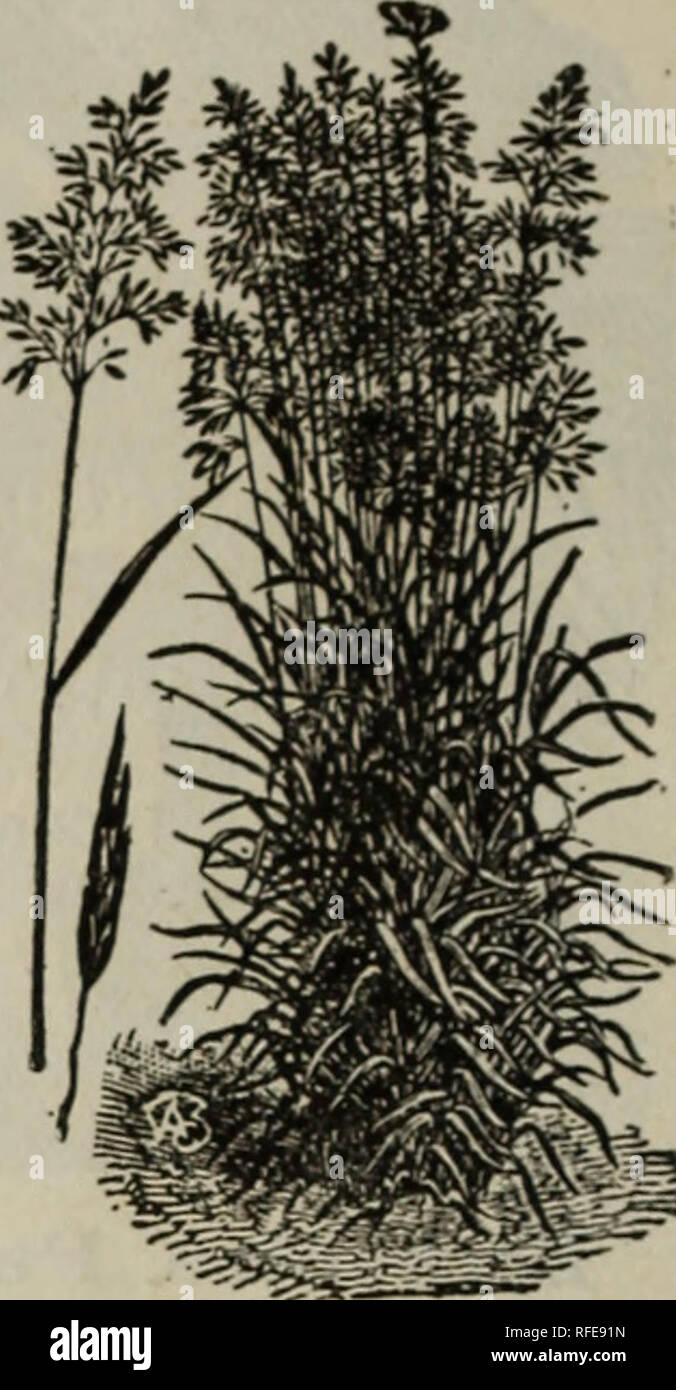 . Gärtner' Preisliste und Hof und Feld Saatgut jährliche Garten, Blume