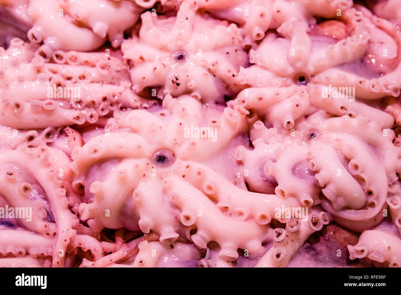 Squid ist innerhalb des Mercat de Sant Josep de la Boqueria, einem öffentlichen Markt mit einem Eintritt von La Rambla verkauft Stockfoto