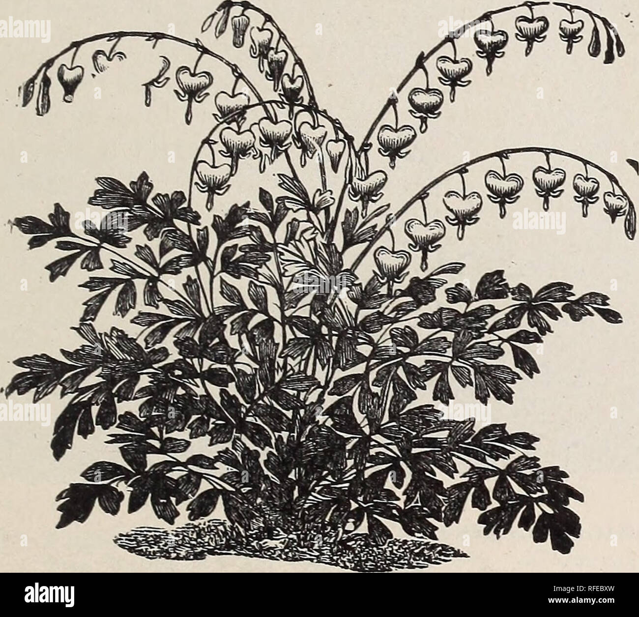 Wahl Baum und winterharte Stauden. Baumschulen New York ...