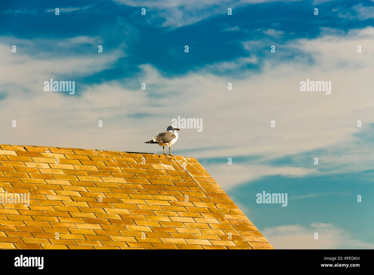 Yellow-legged Seagull (Larus Michahellis) auf eine Hütte am Paseo Fernando Chinone Stockfoto