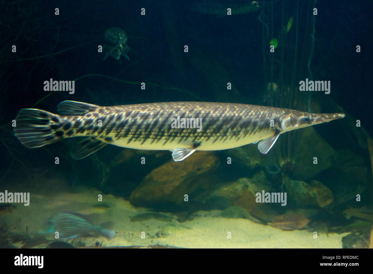 Single Arapaima gigas Fisch, auch als pirarucu bekannt, eine vom Aussterben bedrohte Tierart Stockfoto
