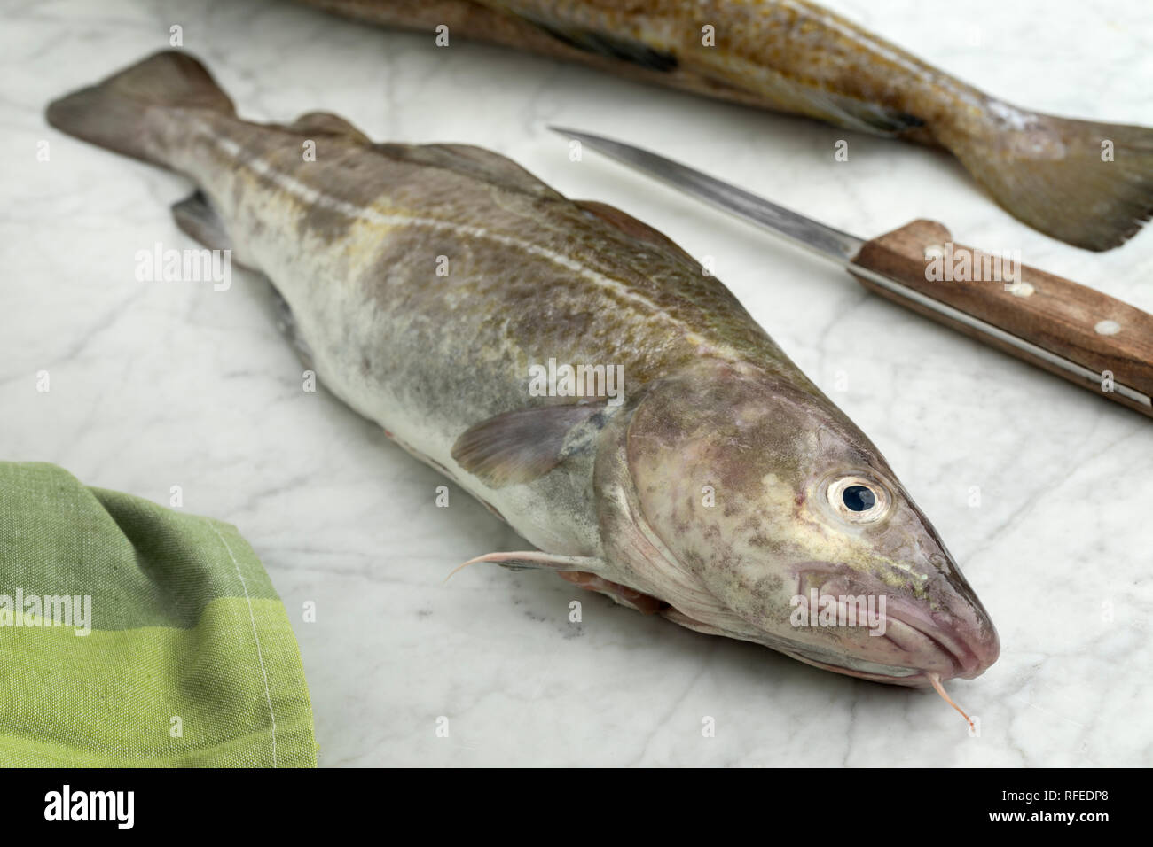 Kabeljau fische -Fotos und -Bildmaterial in hoher Auflösung – Alamy
