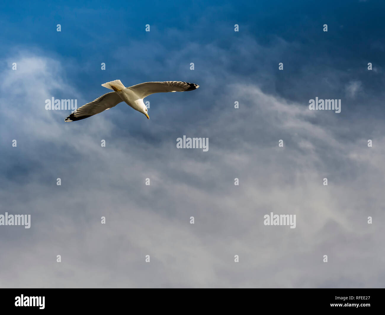 Yellow-legged Seagull (Larus Michahellis) fliegen um die Bucht von Cadiz Stockfoto