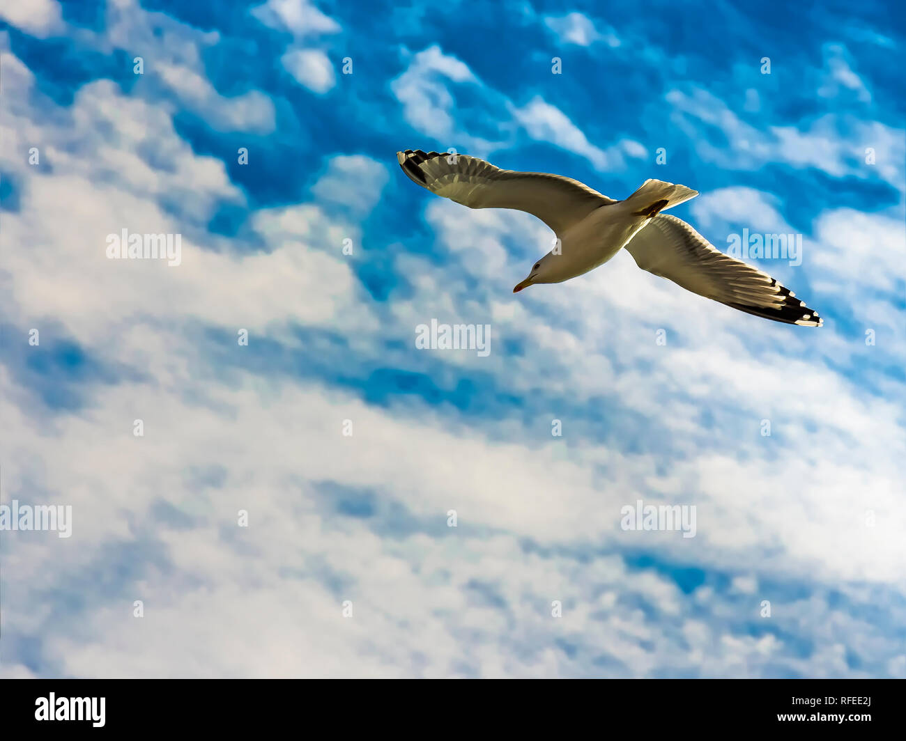 Yellow-legged Seagull (Larus Michahellis) fliegen um die Bucht von Cadiz Stockfoto