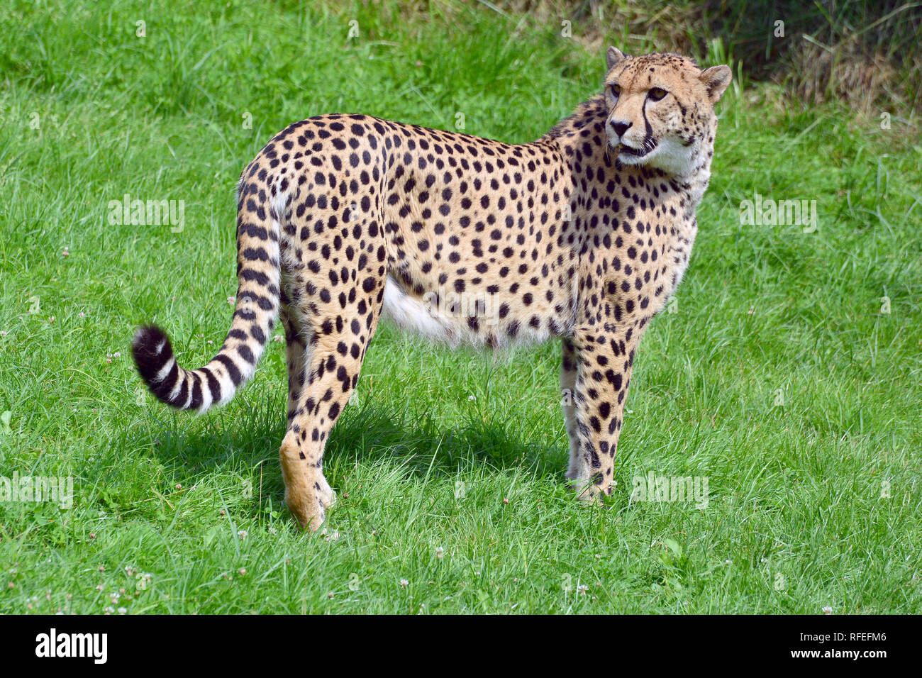 Gepard gepard Fotos und Bildmaterial in hoher Auflösung Seite 2 Alamy