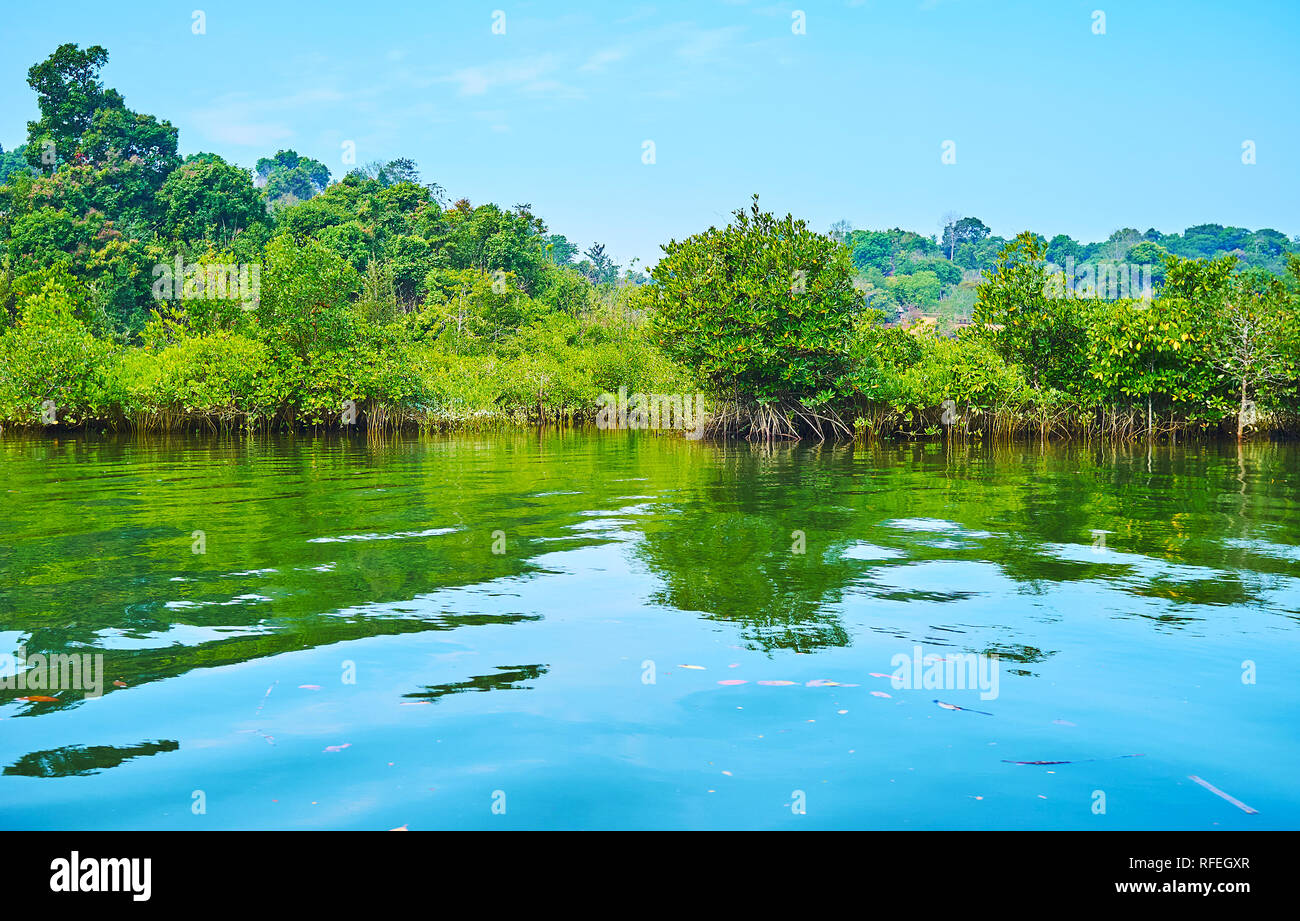 Die Schönheit des großen Mangrovenwälder genießen, entlang der Küsten Brackwasser von Kangy Fluss, Chaung Tha Zone, Myanmar. Stockfoto