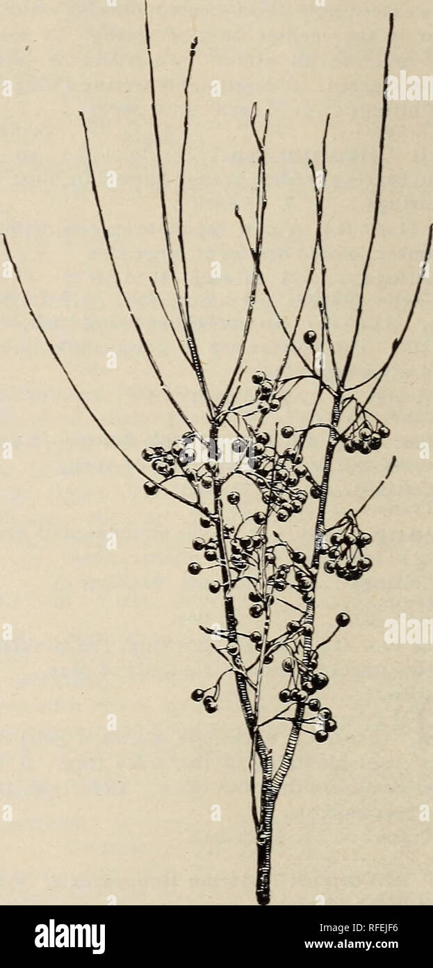 . Beschreibender Katalog der dekorative Bäume, Sträucher, Kletterpflanzen, Evergreens, winterharte Pflanzen und Früchte. Baumschulen, Pennsylvania, Kataloge; Baumschulen (Gartenbau), Pennsylvania, Kataloge, Bäume, Sämlinge, Kataloge, Ziersträucher, Kataloge, Blumen, Kataloge; Pflanzen, Zierpflanzen, Kataloge; Obst, Kataloge. 46 THOMAS MEEHAN &Amp; SÖHNE POTENTILLA. Strauchigen Cinquefoil. Potentilla frutiCOSa. (2 bis 3 ft) ein nützliches Strauch mit goldgelben Blüten den ganzen Sommer, ab Ende Juli. Es ist ein wenig Verbreitung Gewohnheit, und das Laub ist recht klein. 18 und 24 in. Saatgut $ 25 je Stockfoto