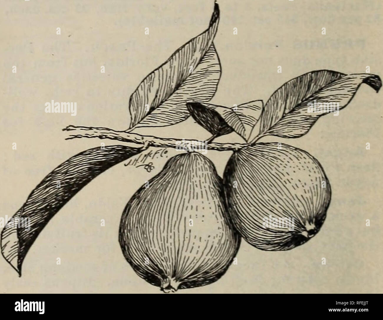 . Einheimische und exotische Pflanzen, Bäume & Amp; Sträucher. Baumschulen Florida Kataloge; Baumschulen (Gartenbau) Florida Kataloge, tropischen Pflanzen und Palmen Kataloge Kataloge; Obstbäume Sämlinge Kataloge; Pflanzen, Zierpflanzen Kataloge. Gemeinsame süße Granatapfel. PSIDIUM Cattleyanum. * * * E.Cattley Gua-va. Dies ist ein sehr winterharte Arten, mit schönen carnellia, glänzende Blätter, Immergrün und Produk-ing immense Mengen an roten, sauren Früchte und berechnete Zoll dick. Die sehr feinen Gelee. Sollte etwa 6 oder 8 Meter auseinander in offenen Boden in South Florida und Kalifornien eingestellt, oder entlang der Golfküste, Stockfoto