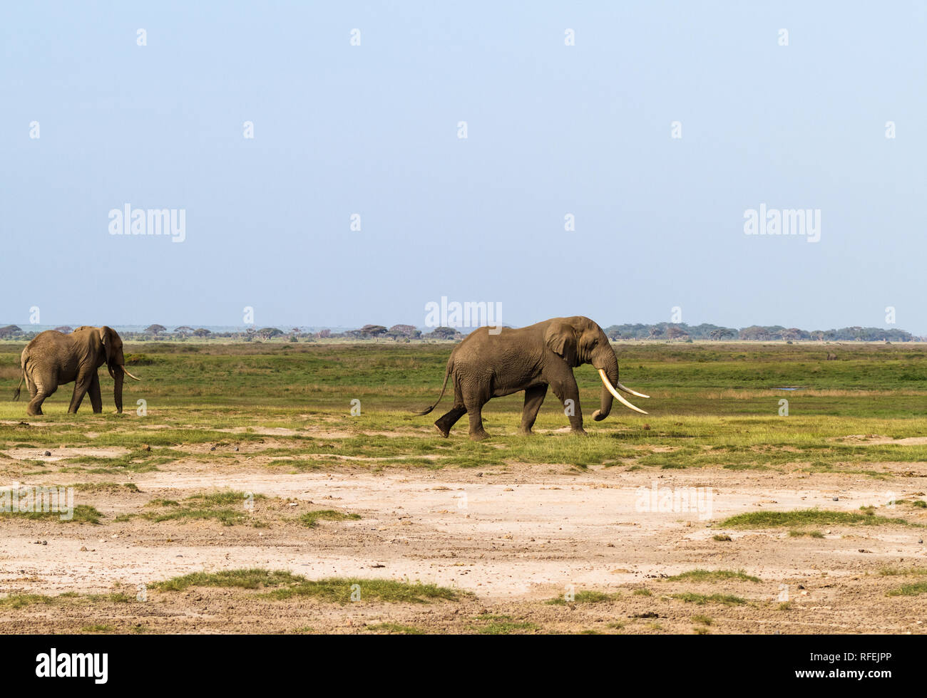 Trockene Savanne Kenias. Einsame Elefant. Afrika Stockfoto