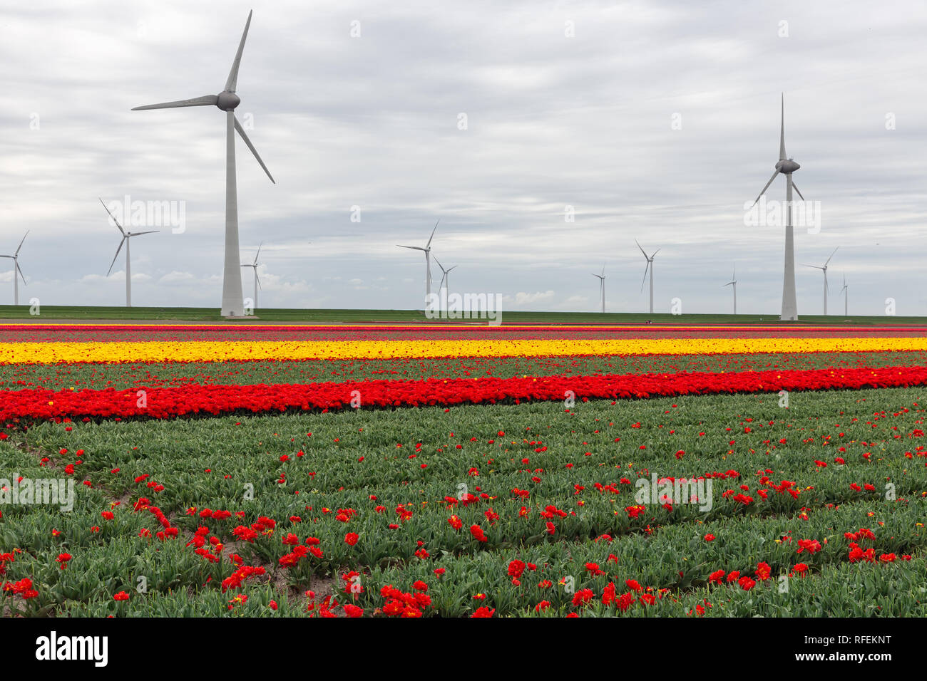 Bunte holländischen Tulpenfelder mit großen Windenergieanlagen Stockfoto