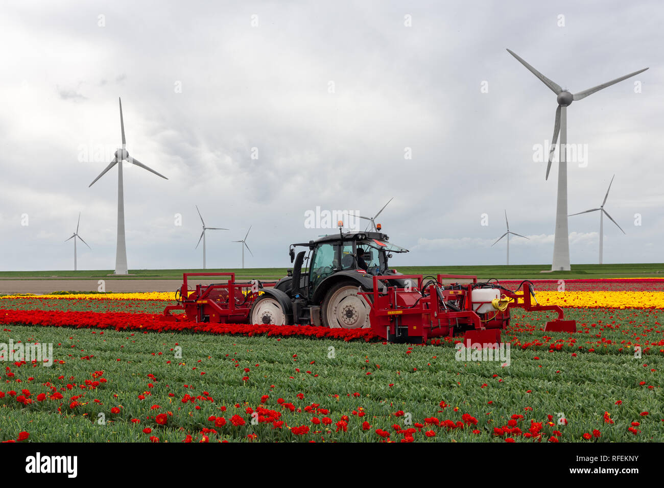 Bauer auf Traktor mit mechanischen Gerät schneiden Blüten Tulpe Blumen Stockfoto