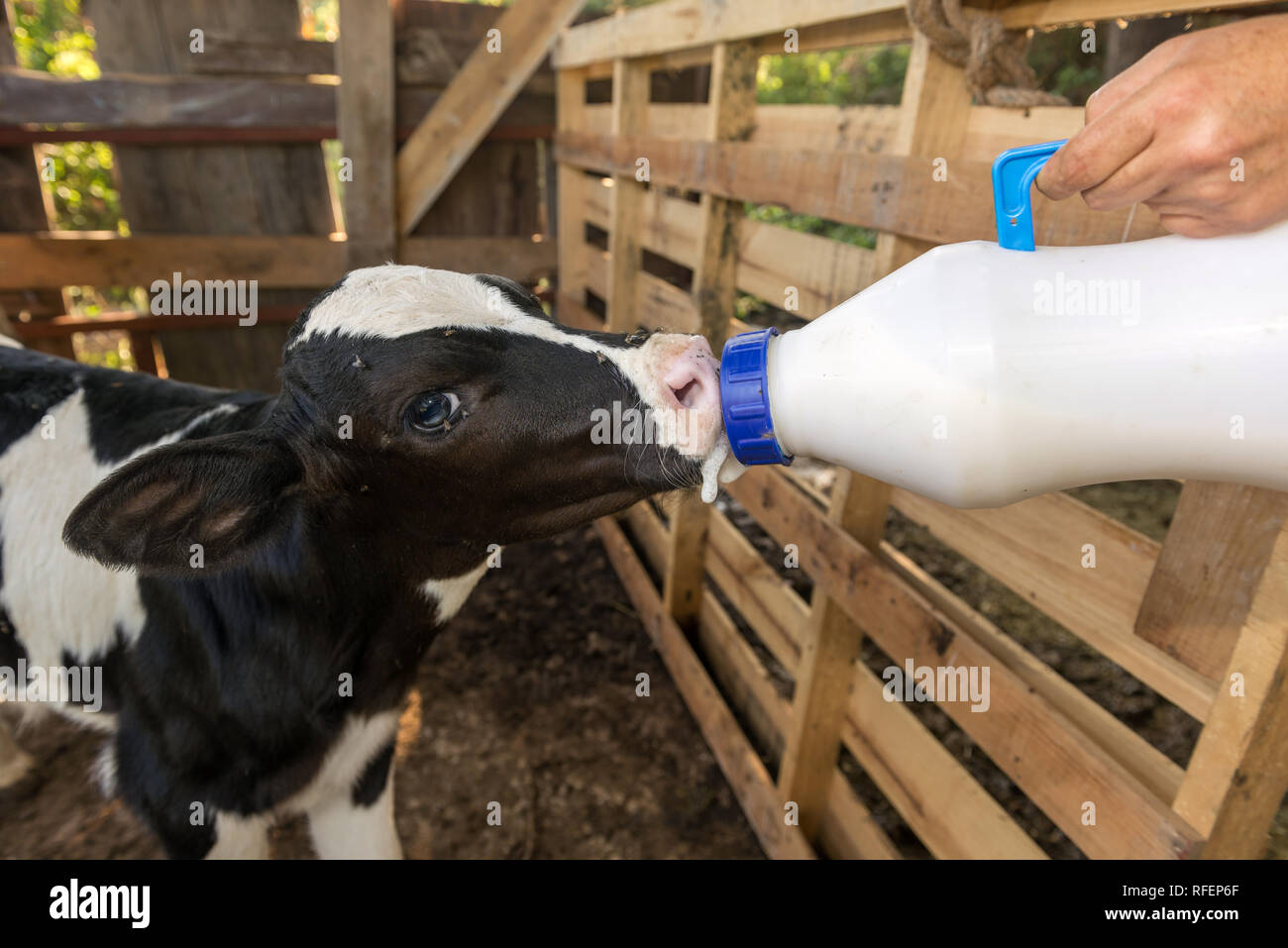 Little Baby Kuh Fütterung von Milch aus der Flasche. Stockfoto
