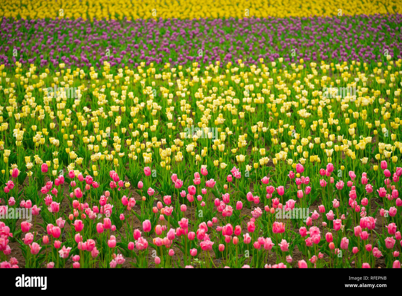 Bunte Tulpen Feld, Outdoor, natur feld Stockfoto