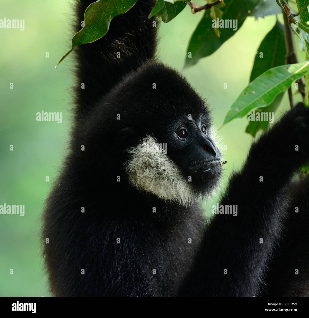 schöne weiße-cheeked Gibbon (Hylobates Concolor) auf Ast Stockfoto