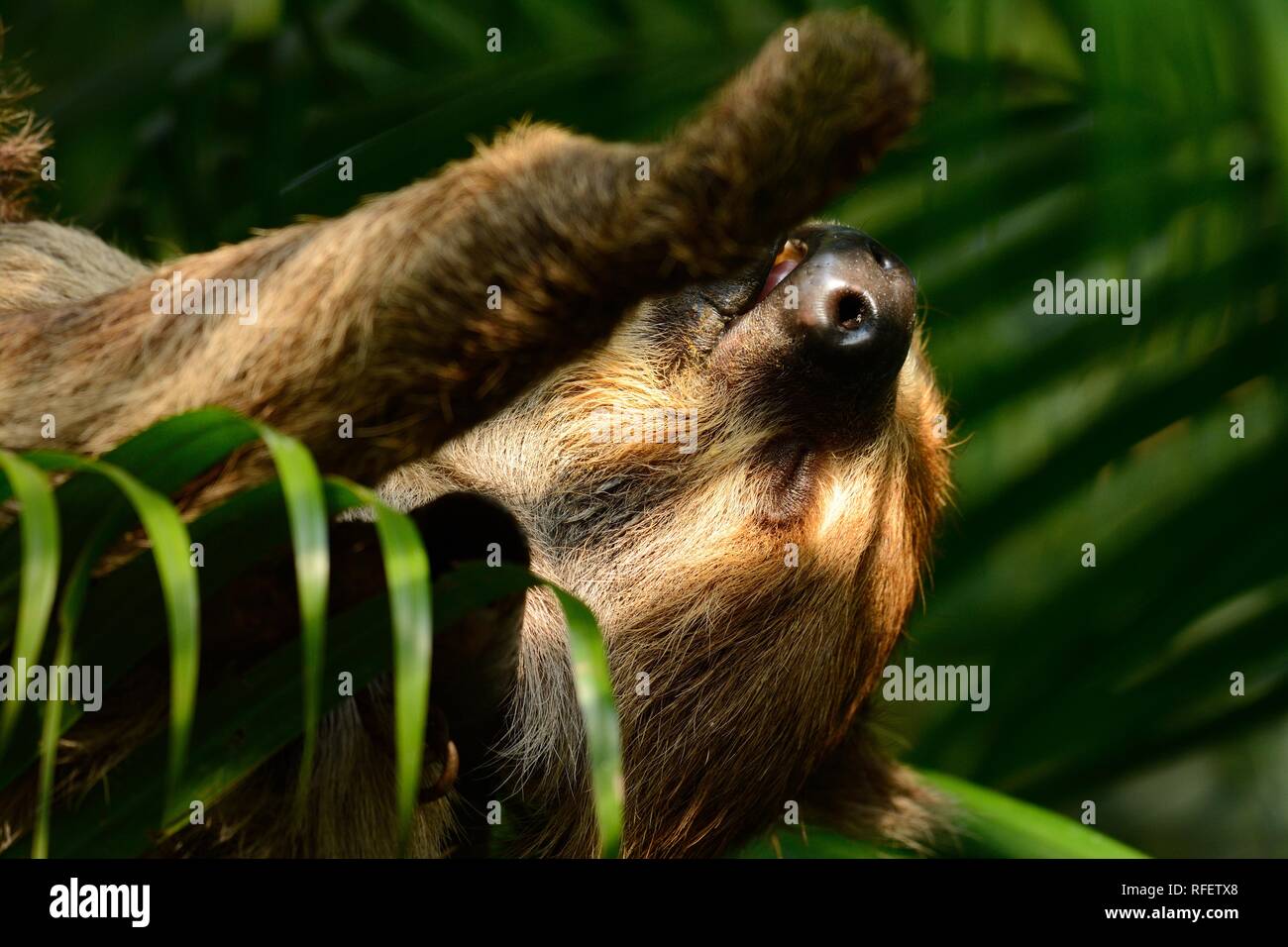 Schlafen schönen Zwei-toed sloths (Choloepus hoffmanni) in einem thailändischen Zoo Stockfoto