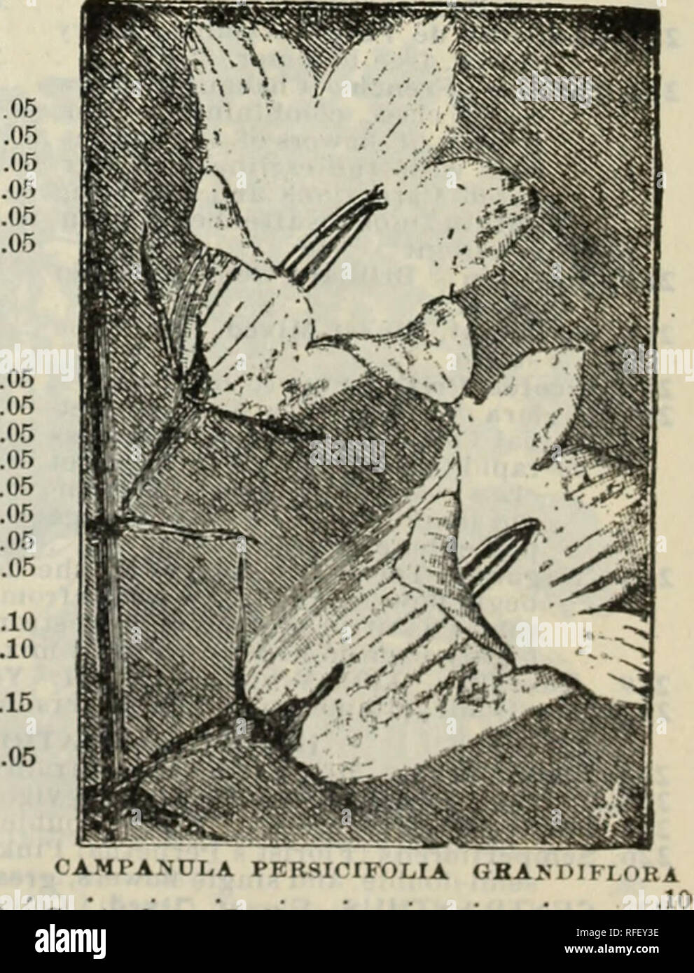 . Samen Katalog. Baumschulen Massachusetts Boston Kataloge; Gemüse