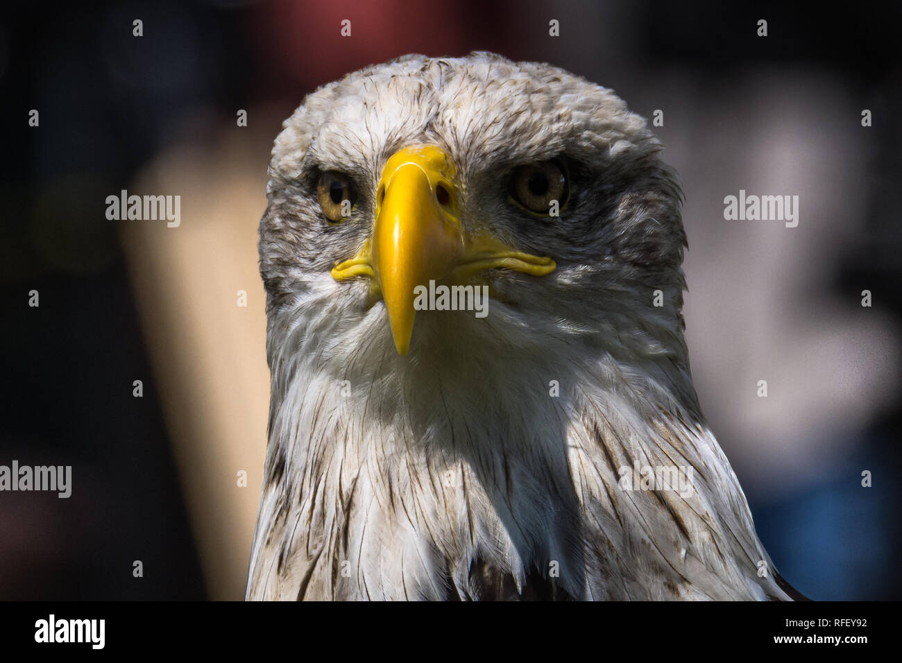 Weißkopfseeadler an Air Show, Bayern, Deutschland Stockfoto