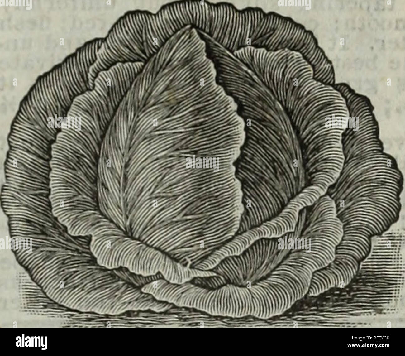 Katalog Der Die Great Northern Seed Co 1902 Baumschulen