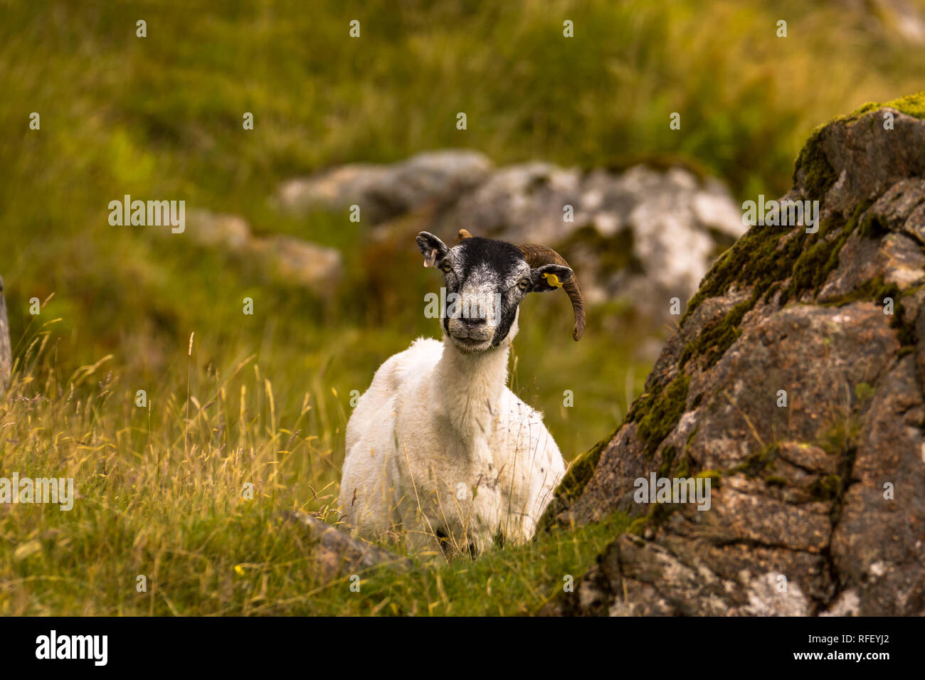 Inländische Schafe auf der Weide in Schottland Highlands Stockfoto