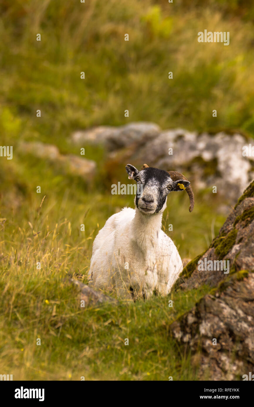Inländische Schafe auf der Weide in Schottland Highlands Stockfoto