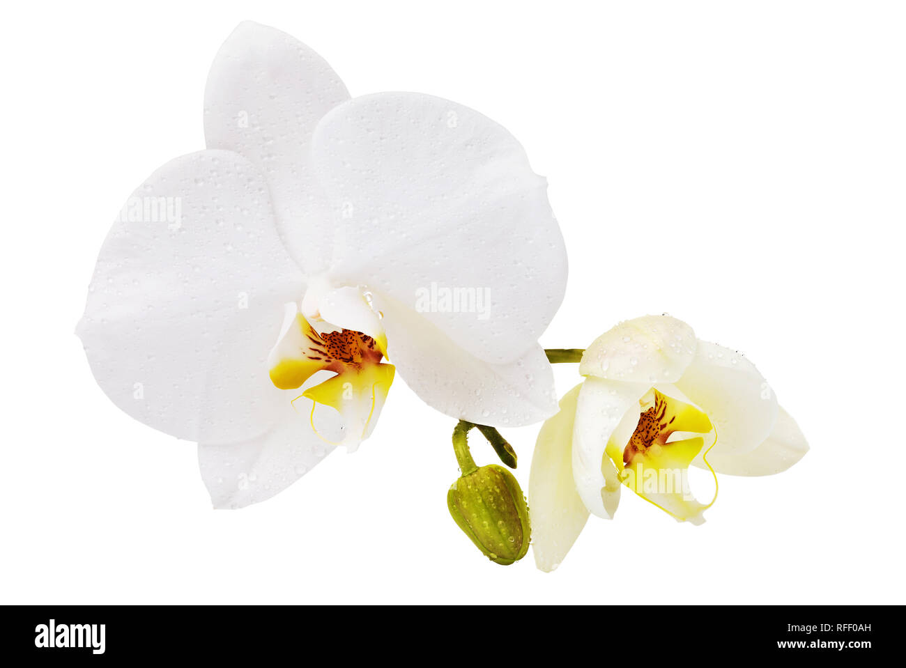 Schöne weiße Orchidee mit Tautropfen auf den Blättern, die eine gelbe Farbe auf der Lippe. Blühende Blumen auf Hintergrund isoliert Stockfoto