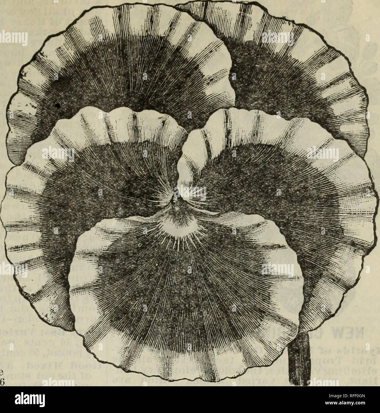 . 1902 Katalog von Neuheiten und Spezialitäten in Samen. Baumschulen Massachusetts Kataloge Kataloge; Blumen; Gemüse Samen Kataloge; Pflanzen, Zierpflanzen Kataloge. PANSY PARK PERFEKTION STIEFMÜTTERCHEN. Am größten - Die meisten perfekt in Form - größte Vielfalt an reichen und raiv Colo.. Perfektion ist das Wort, das am besten ausdrückt, die überlegenen Eigenschaften dieser herrlichen Belastung der Tansies, Pro- fection in der Größe und Form der Blüten, während keine andere beinhaltet solch eine große Auswahl an reichen und seltenen Farben. Die Samen wurden mit größter Sorgfalt von der sehr Rgp gespeichert, der grössten Blüten der Ger Stockfoto