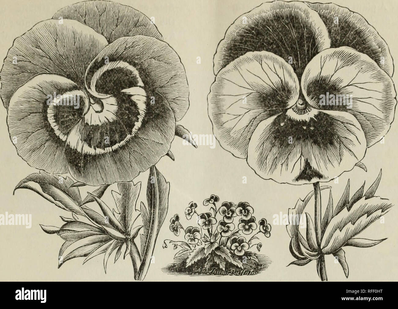 . Jährliche Katalog Samen: Gemüse-, Feld- und Blumensamen. Baumschulen New York (State) Buffalo Kataloge; Gemüse Samen Kataloge; Gräser, Blumen Samen Samen Kataloge Kataloge; Gartengeräte und Zubehör Kataloge. Wahr zu NAMEN UND SICHER ZU WACHSEN SAMEN. 35. Stiefmütterchen. Pro PCK. (Mimose) empfindliche Pflanze. Eine sehr interessante Pflanze, als eine Kuriosität gewachsen, die Blätter schrumpfen und fallen auf, leicht berührt, wird am besten in einer kom-Post aus Lehm und Torf 5 MOSCHUS Pflanzen gedeihen. (Mimulus Moschatus.) Del-icate Anlagen mit einer moschusartigen Geruch 5 Trauer Braut. (Scabiosa.) Sehr auffällige und ziemlich Plan Stockfoto