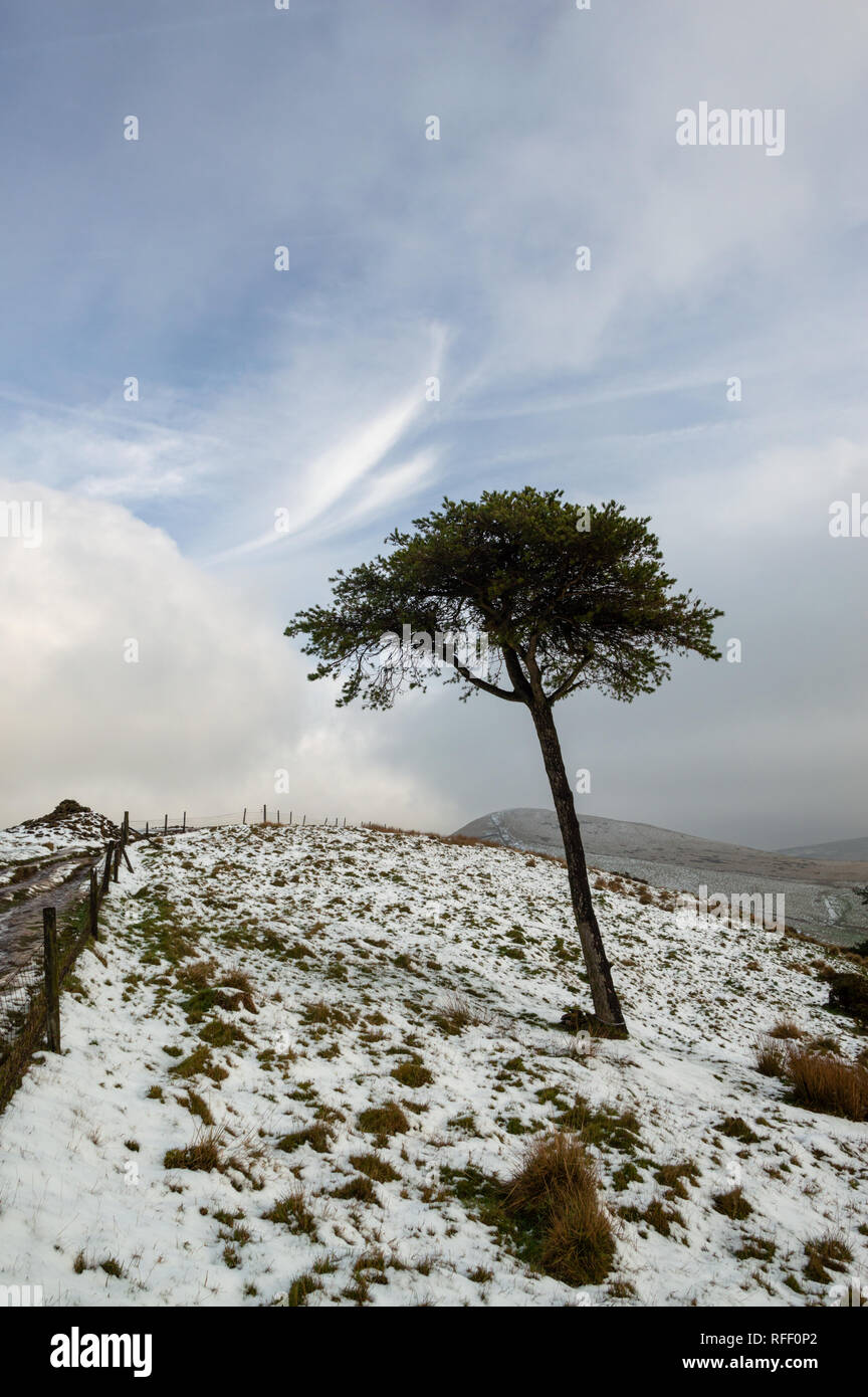 Einsamer Baum im Schnee auf der Rückseite Tor, Hope Valley, Peak District Stockfoto