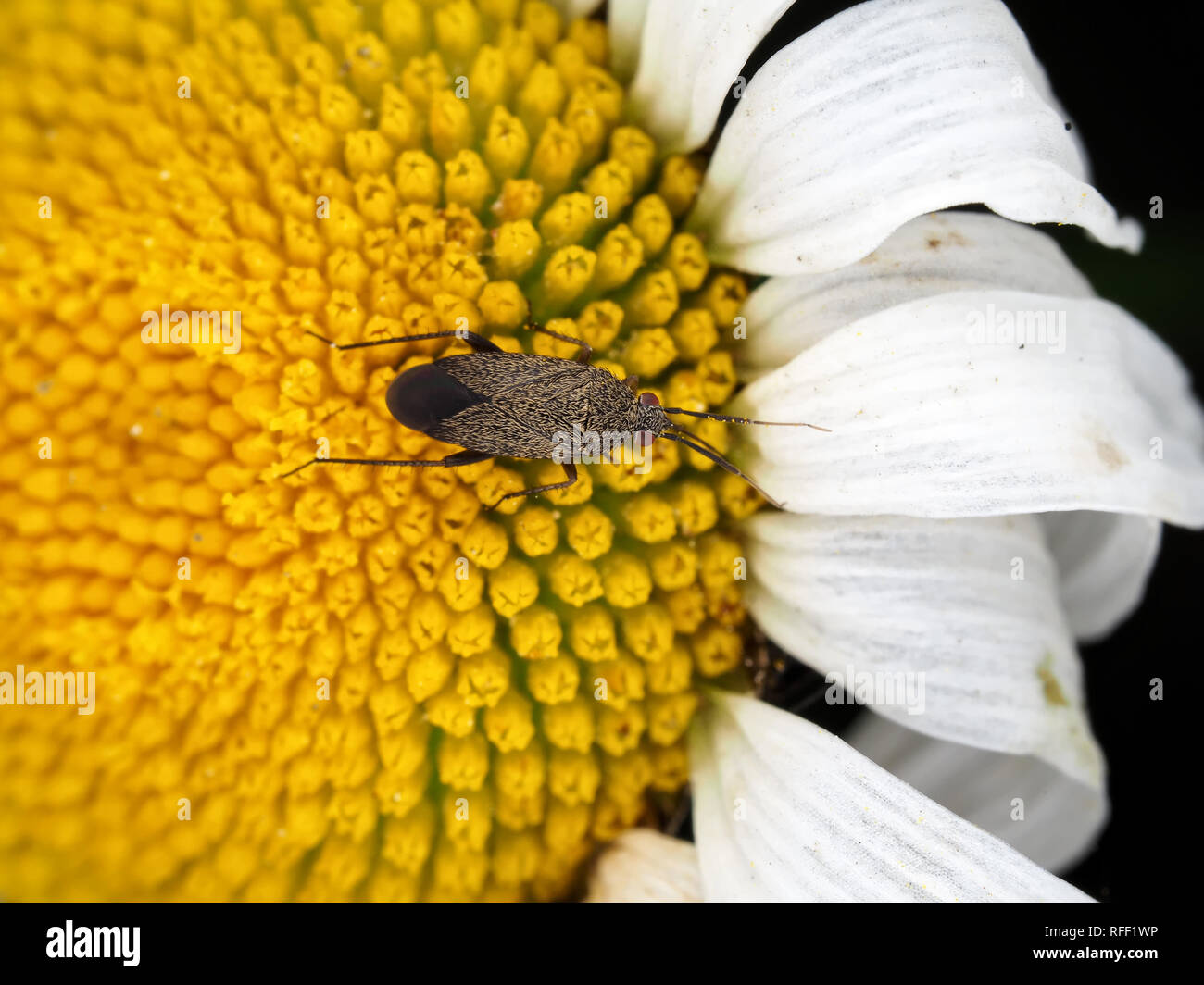 Anlage bug (Miridae), evtl. Irbisia sp. auf einer Blume Stockfoto
