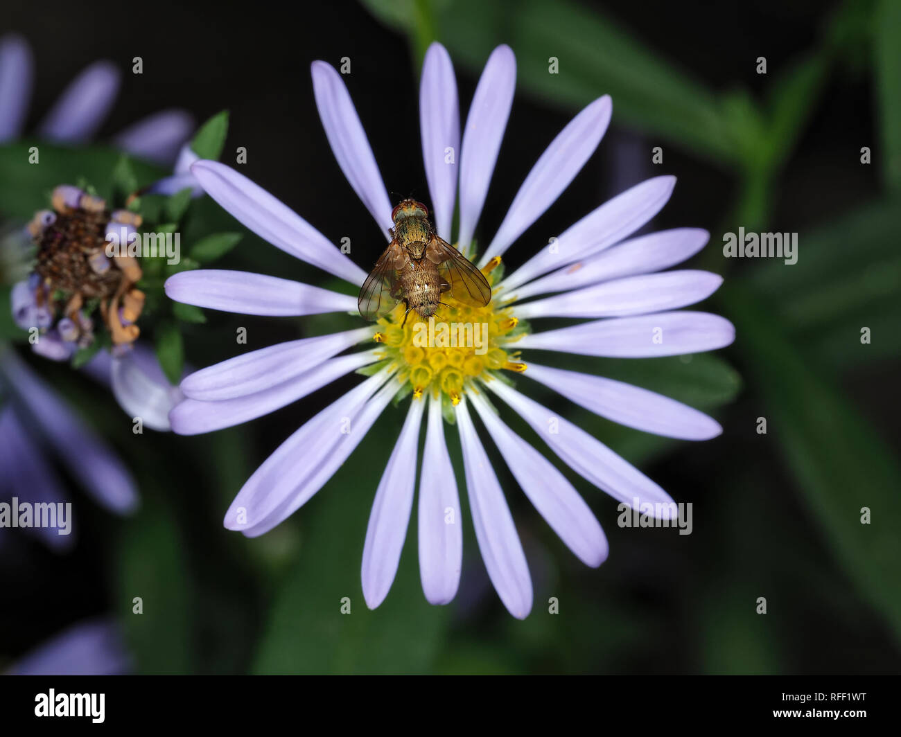 Tachinidae fliegen auf einer Blume im Staat Washington, USA Stockfoto