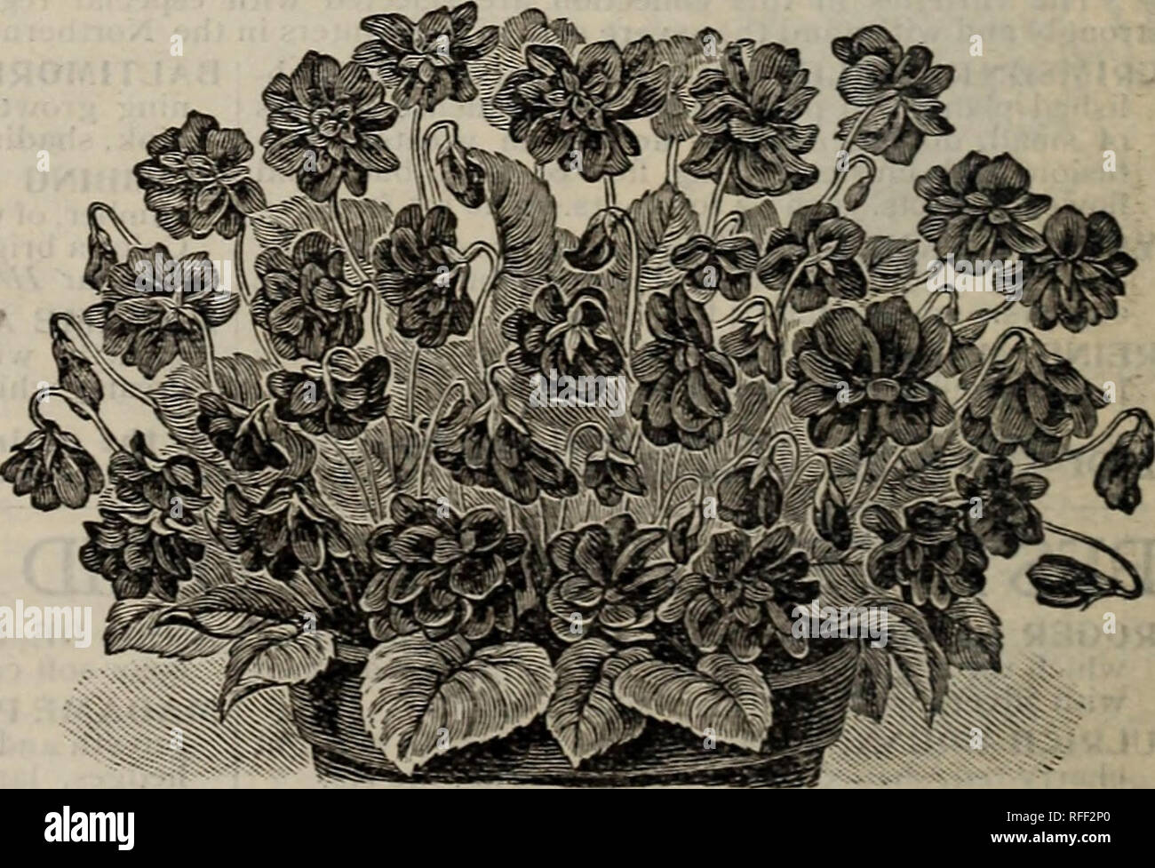 . Die Burpee Folgendes 1902 Farm jährliche: Gemüse, Blumen und Samen. Baumschulen Pennsylvania Philadelphia Kataloge; Gemüse; Blumen Samen Samen Kataloge Kataloge; Lampen (Pflanzen) Kataloge. ^ BERICHTIGT 1301 &Amp; Y* - ein "UE" BURPEE AUSTAUSCHEN 8 CO NEUE ROSE, - ROBERT SCOTT. Sehr in der Größe reduziert, von einem Foto. Wir werden die E-Mails eine gute starke Pflanze, von jeder Sorte der acht elegante Rosen oben beschrieben. Separat, die Sorten sind nur in der angegebenen Preise für jedes verkaufte. Für 60 Cts, T^Vkt* (} nt&gt; TirJI^t* Wir beide Sammlungen werden die E-Mails, - die Acht Everblooming Rosen, wie angeboten auf JTOr v/llC LyOilar prece Stockfoto