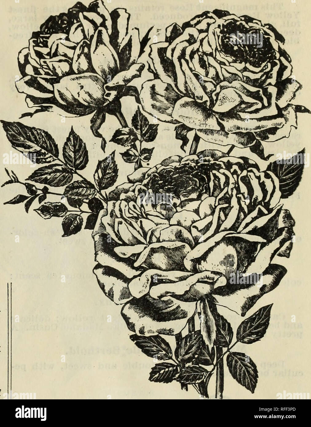 Katalog Baumschulen Ohio Columbus Kataloge Kataloge Blumen