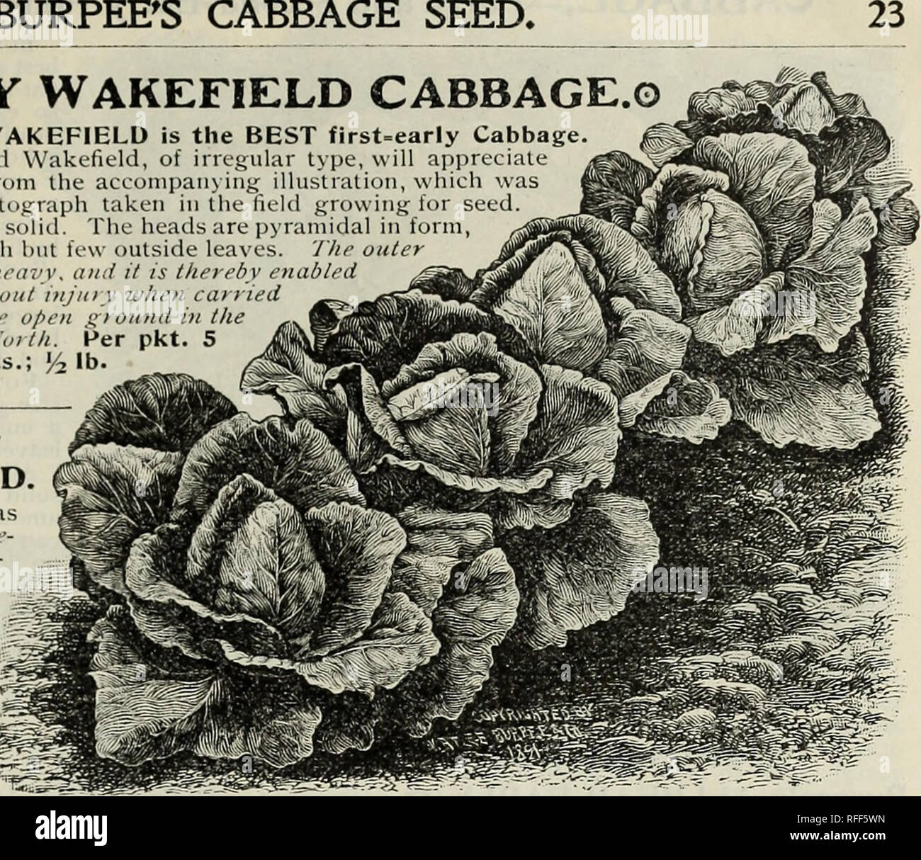 . Die Burpee Folgendes Saatgut, für 1902 wachsen: Großhandel Katalog für Gärtner, Floristen und Clubs der Landwirte. Baumschulen Pennsylvania Philadelphia Kataloge; Gemüse Samen Samen Kataloge Kataloge; Blumen; Pflanzen, Zierpflanzen Kataloge. Die BURPEE folgendes Saatgut * CHARLESTON, oder große WAKEFIELD Tliis ist nicht so extra eaiiv als Oiigiiial Ea&gt; ly Jci sey II ake-Feld, aber tlie Köpfe sind deutlich größer; sehr solide und nicht so spitz. Pro Pck. - - 5 cts.; Oz. 20 cts.; H lb. 65 cts.; pro lb. $ 2.25. J^^ omn Märkte bevorzugen eine poititcd - headc 'dKohl. Für die allgemeine Verwendung, hovc Äh, wir Stockfoto