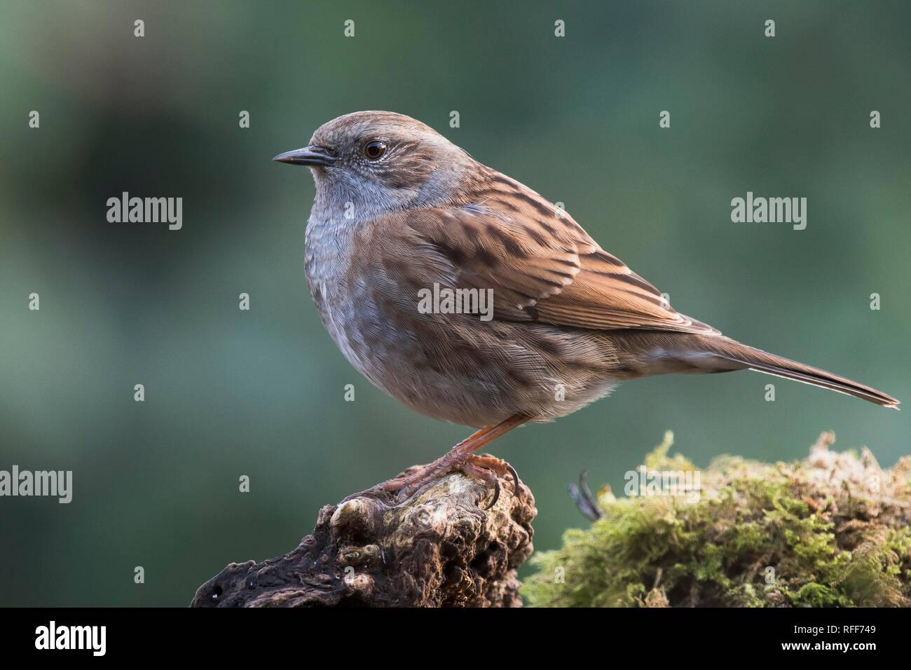 Heckenbraunelle oder Hedge Sparrow (Prunella Modularis), Emsland, Niedersachsen, Deutschland Stockfoto