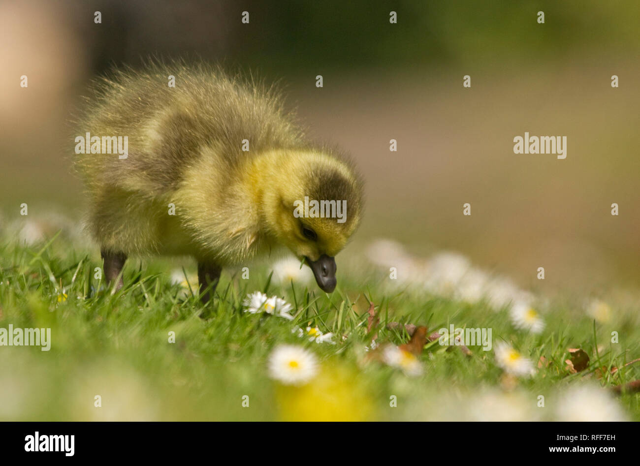 Kanada gosling Niedlich - Flauschig - liebenswert - Derbyshire UK Stockfoto