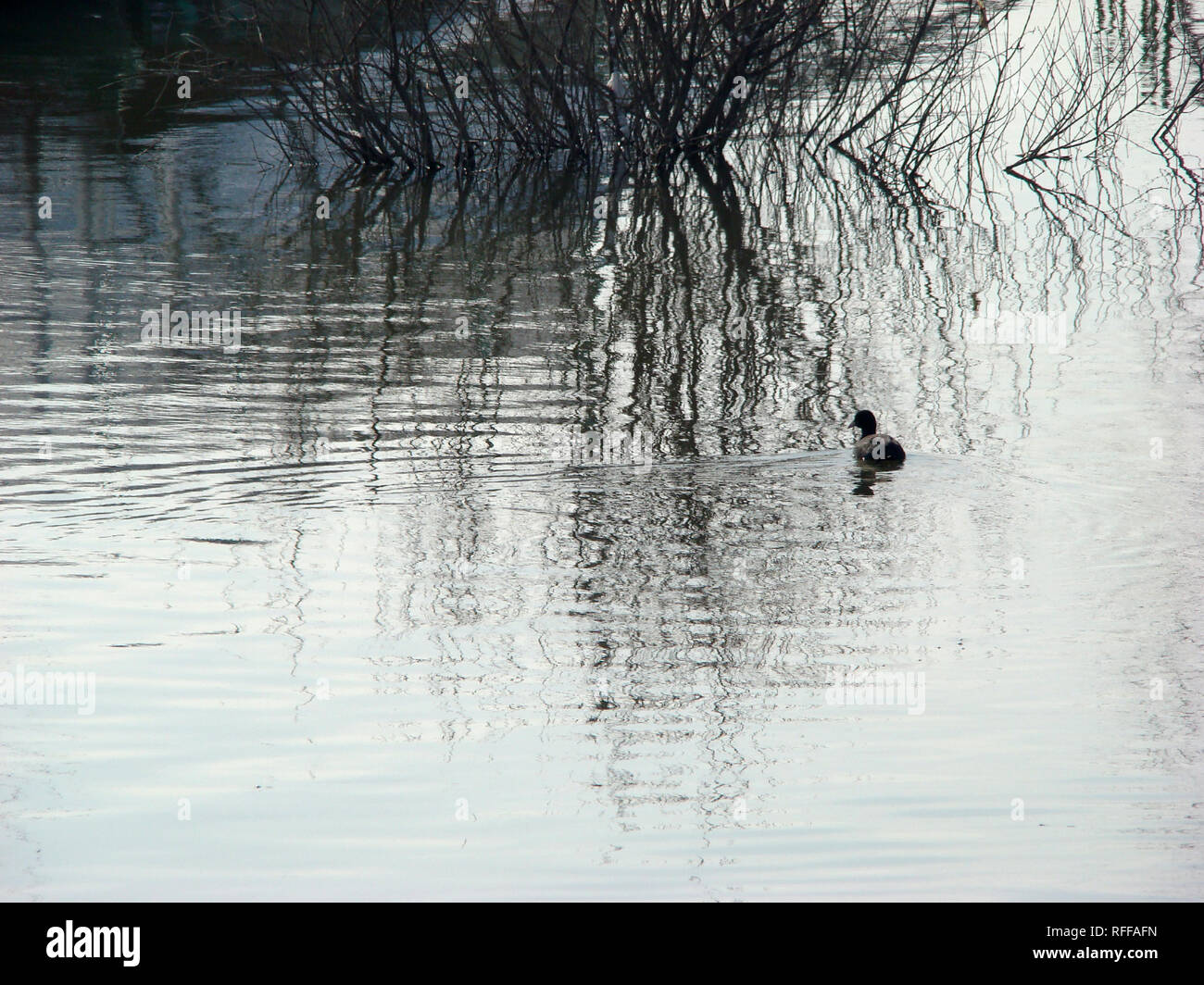 Spuren von Bäumen in klares Wasser. Wintertraum auf der Borcea arm. Stockfoto