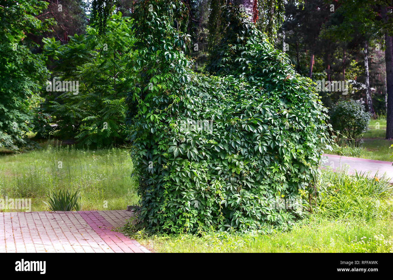 Wilde Beeren, dicht entwining den Baumstamm. Stockfoto