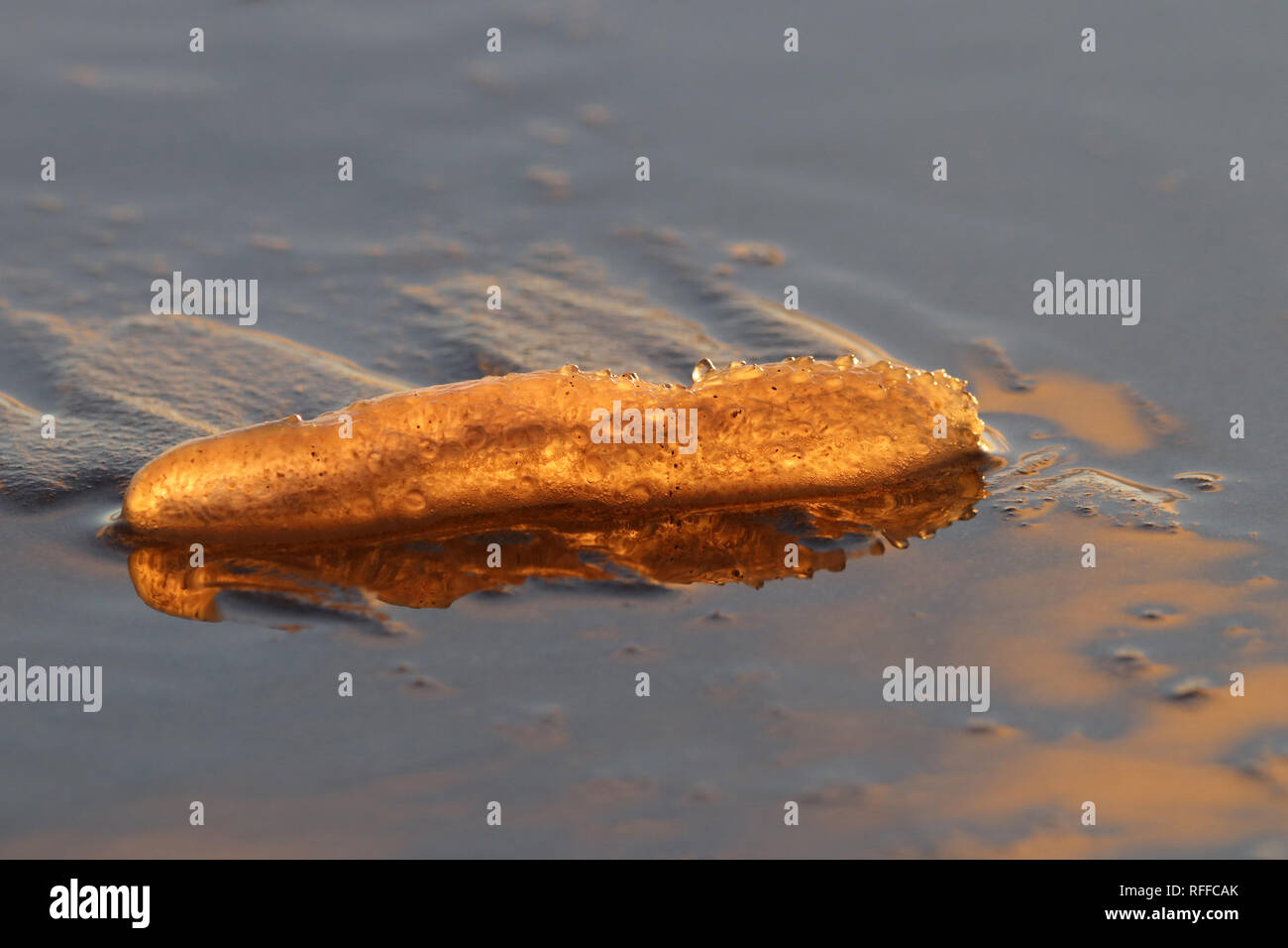 Leuchtbakterien -Fotos und -Bildmaterial in hoher Auflösung – Alamy