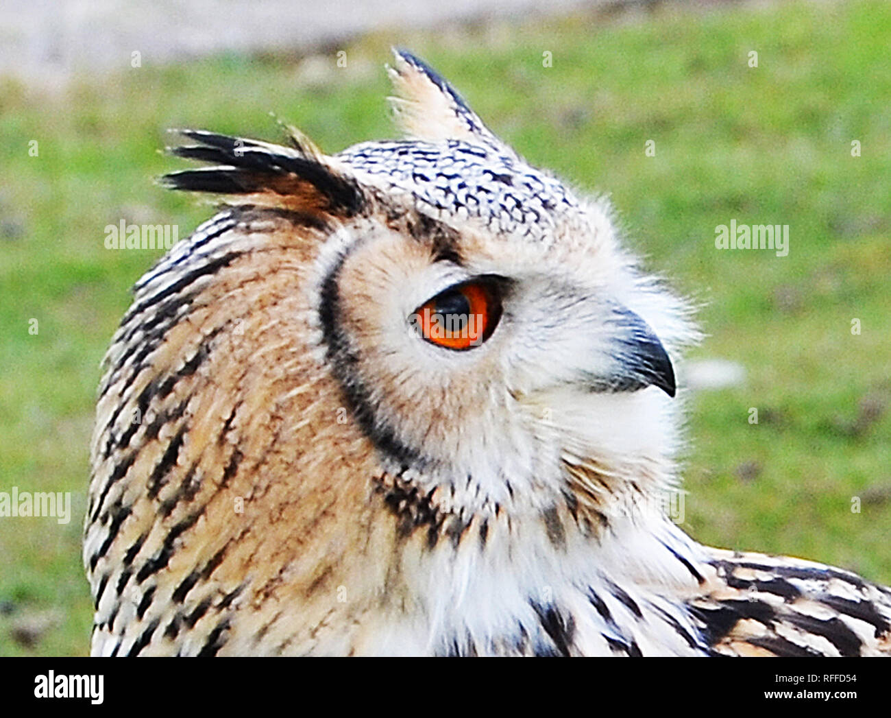 Sibirische Adler-Eule (Bubo bubo yenisseensis) Stockfoto