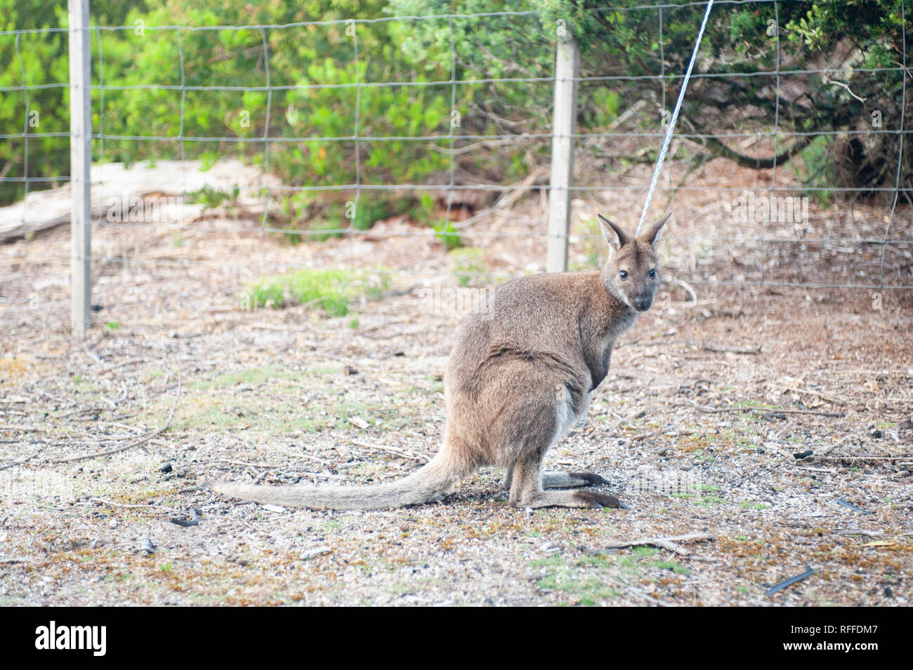 Red-necked Wallaby an der Bucht von Bränden, Tasmanien, Australien Stockfoto