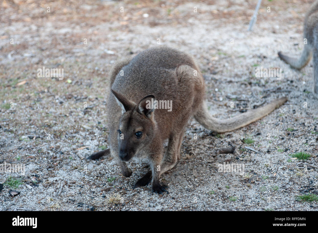 Red-necked Wallaby an der Bucht von Bränden, Tasmanien, Australien Stockfoto