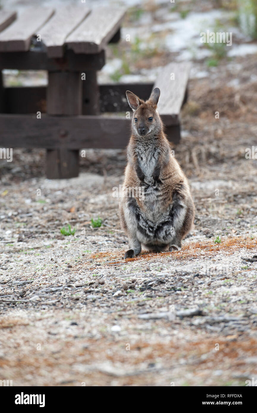 Red-necked Wallaby an der Bucht von Bränden, Tasmanien, Australien Stockfoto