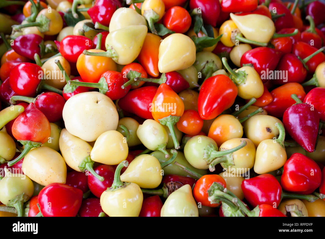 Bündel von verschiedenen farbigen Bio Paprika für den Verkauf auf der Farmer's Market stehen in Serbien angezeigt Stockfoto