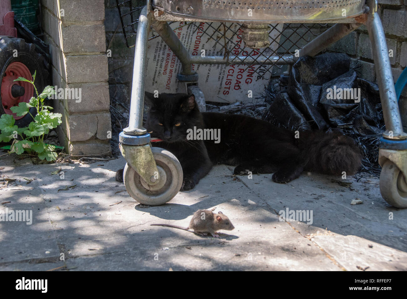 Katz und Maus: Ein schwarzer Kater verweilt entfernt ein Sommertag Jagd und spielt mit seinen Fang, eine gemeinsame Maus Stockfoto