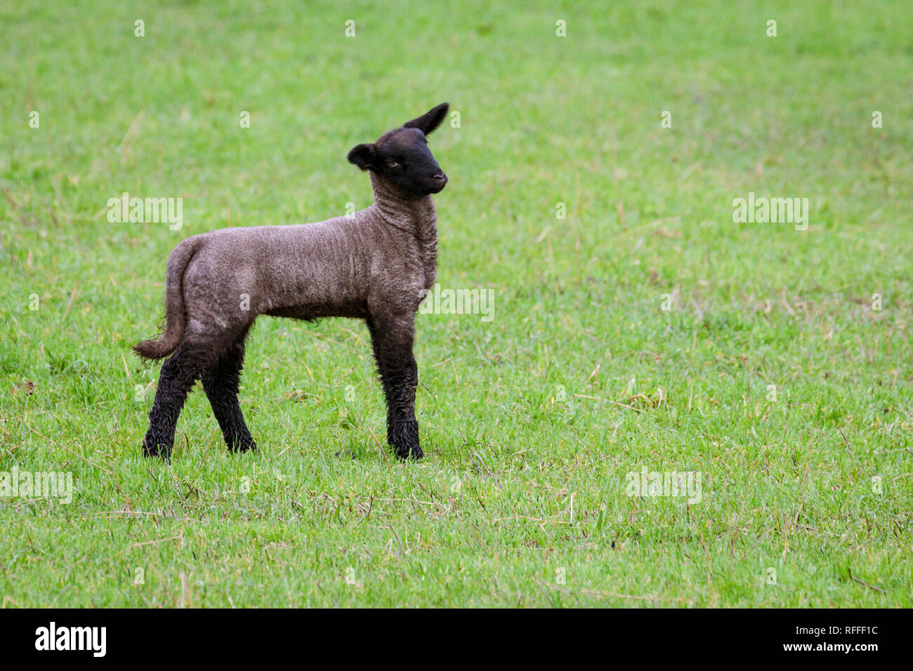 Ein Frühlingslamm auf einem Feld im Willamette Valley im ländlichen Oregon, USA. Stockfoto