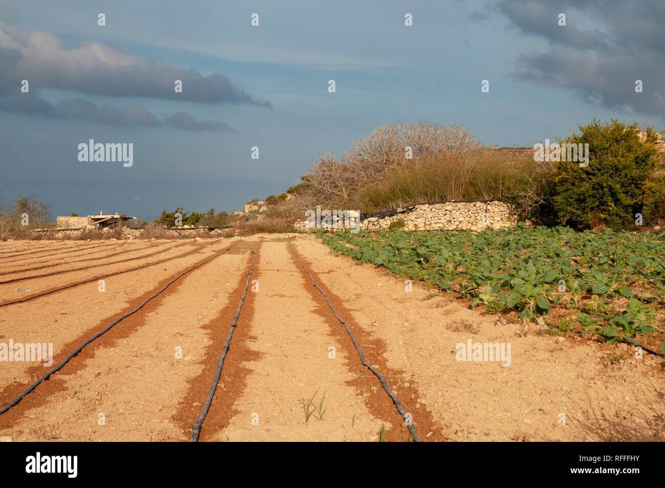 Eine einfache, aber effektive Bewässerungsanlage in einem Gemüsegarten auf Bauernhof in Qala auf der Insel Gozo, Malta. Stockfoto