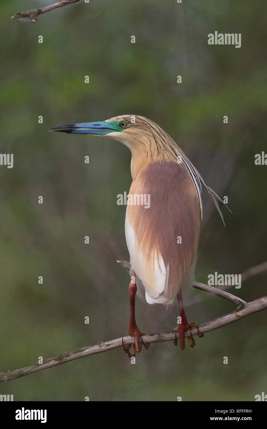 Squacco Heron (Ardeola Ralloides) Stockfoto