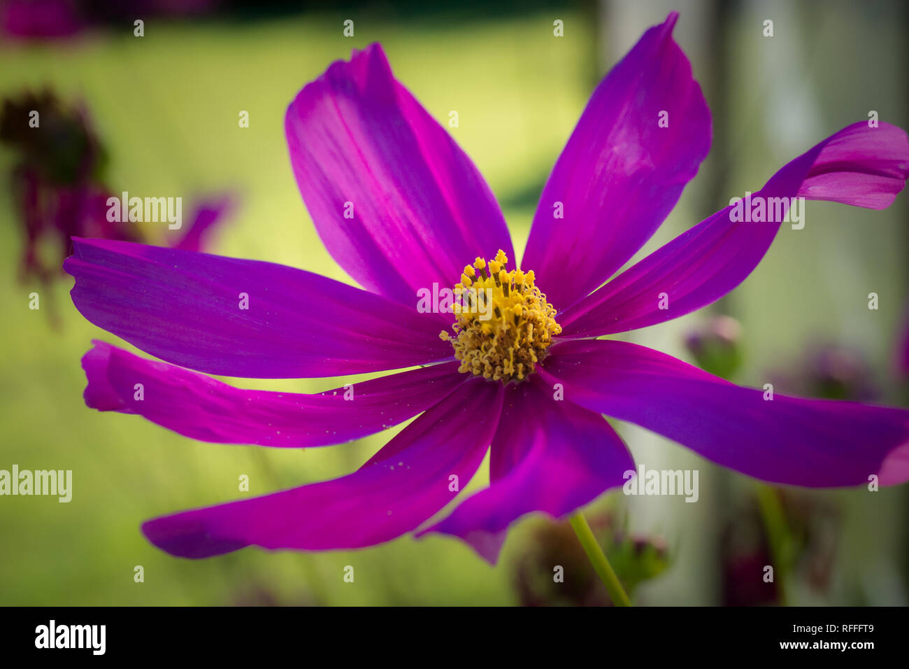 Schließen Detail einer violetten Blüten, gelben Center Stockfoto
