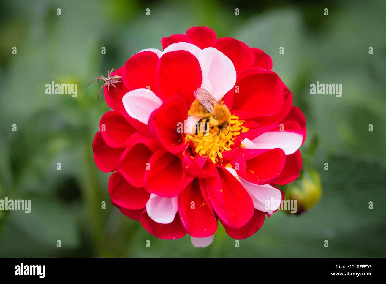 Schließen Foto eines roten und weißen Dahlie Blume, gemischte Farben Stockfoto