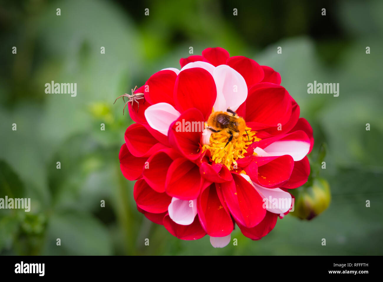Schließen Foto eines roten und weißen Dahlie Blume, gemischte Farben Stockfoto